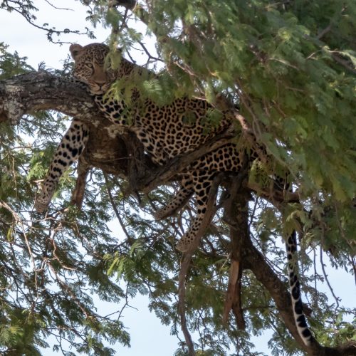 Leopard resting in a tree on a Yala safari in Sri Lanka