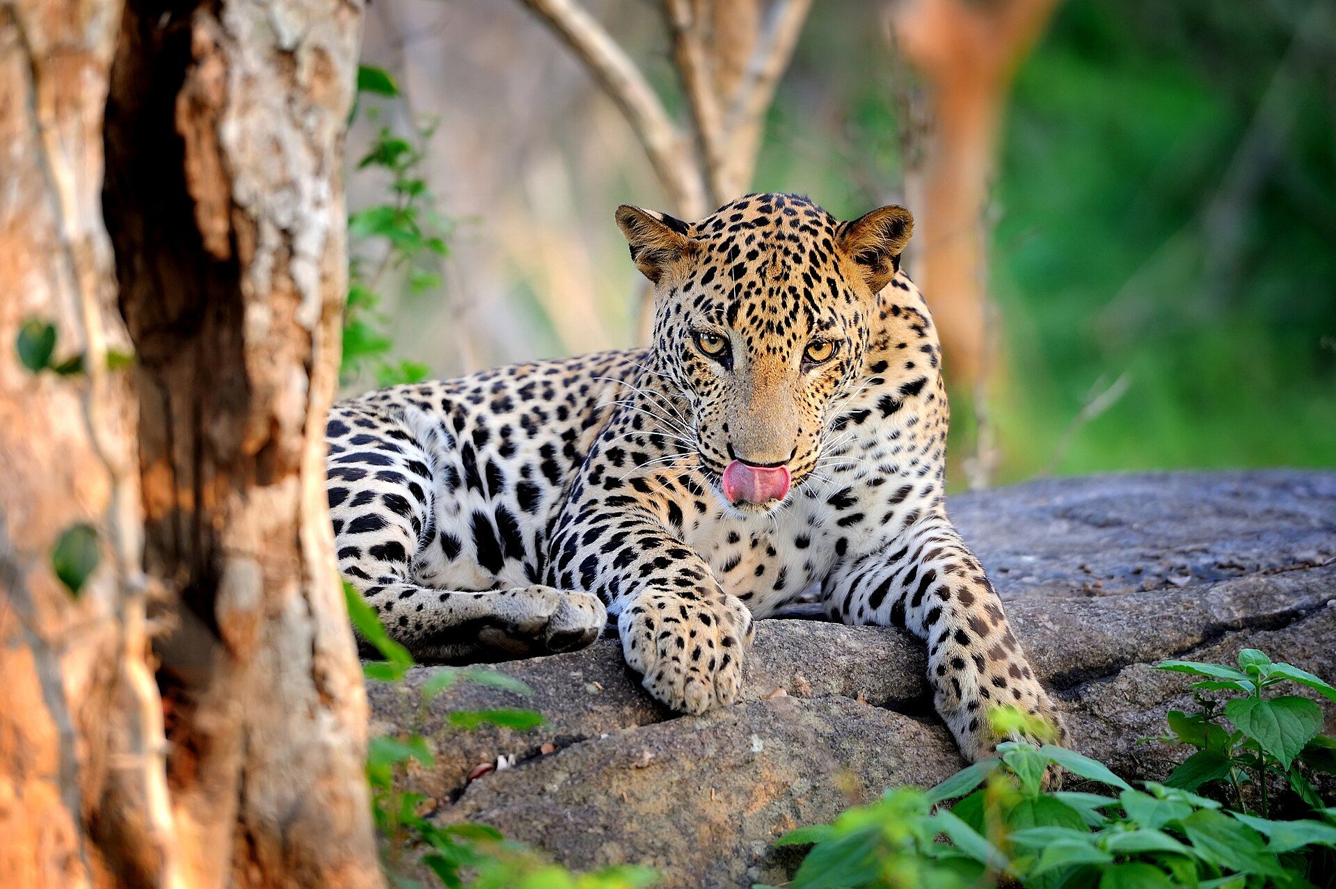 Yala and Wilpattu National Parks Holidays Leopard on a rock in Yala National Park on a Yala and Wilpattu holiday