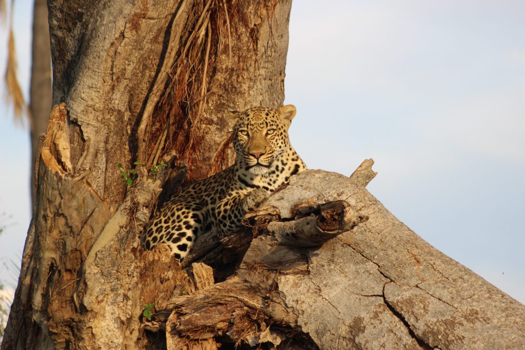 Home Sri Lankan leopard on a Yala safari tour